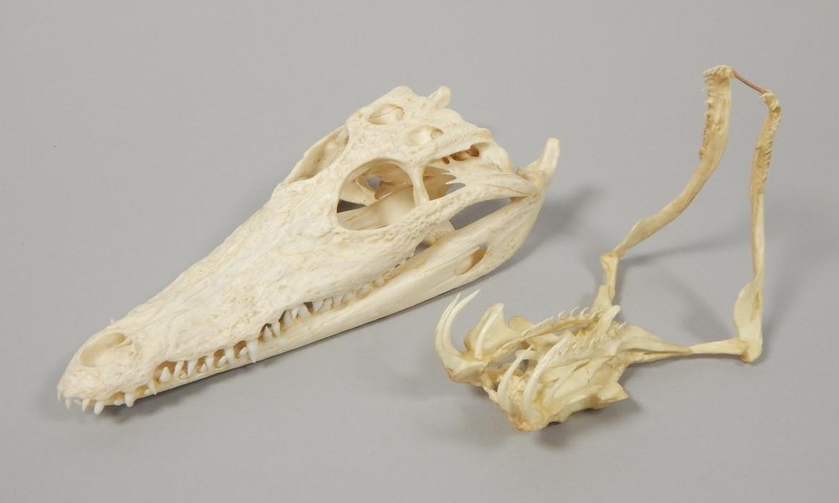 Appraisal: A small alligator or crocodile skull cm long and a