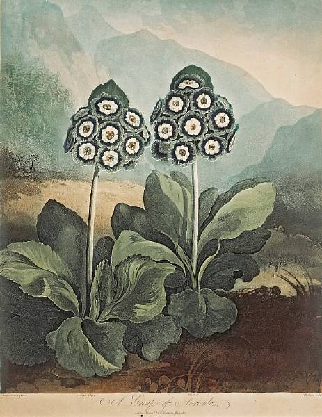 Appraisal: Robert John Thornton British - A Group of Auriculas from