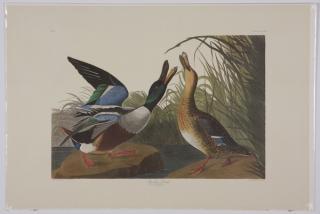 Appraisal: Audubon Amsterdam Edition lithographs Group of four colored lithographs -