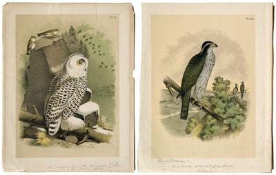 Appraisal: prints after Theodore Jasper from Jacob Henry Studer The Birds