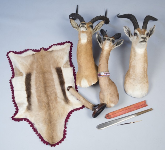 Appraisal: Collection of Six African Items Includes Two Gazelle Mounts Antelope