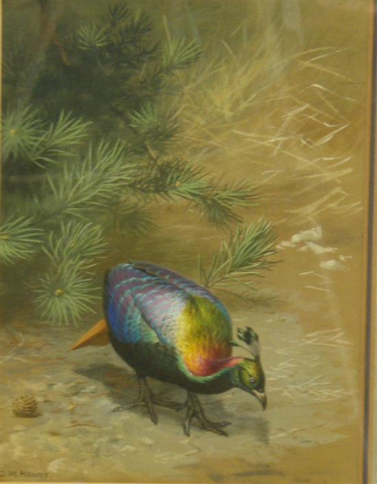 Appraisal: D M Henry watercolour a game bird signed h w