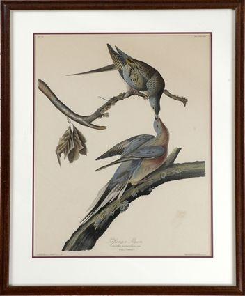 Appraisal: After John James Audubon Passenger Pigeon Color print matted and