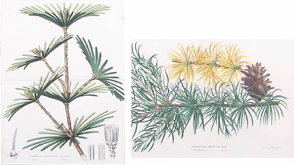 Appraisal: After Louis van Houtte Botanical Studies of Pine Cones and