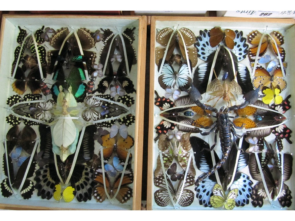 Appraisal: Cased butterfly and insect collection