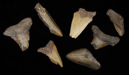 Appraisal: Group of Fossilized Shark Teeth