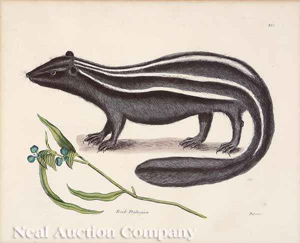 Appraisal: Mark Catesby English - Pseudo Phalangium hand-colored engraving from The