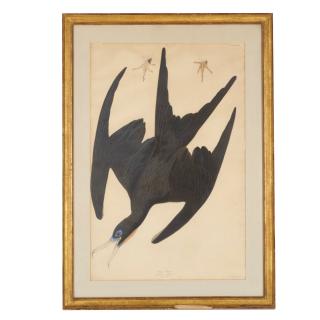 Appraisal: After John James Audubon Havell edition print After John James