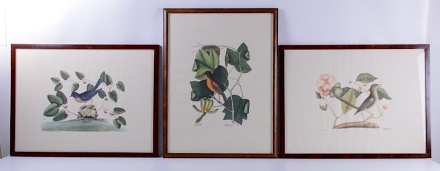 Appraisal: Ornithological Prints Three pages from a large folio to include