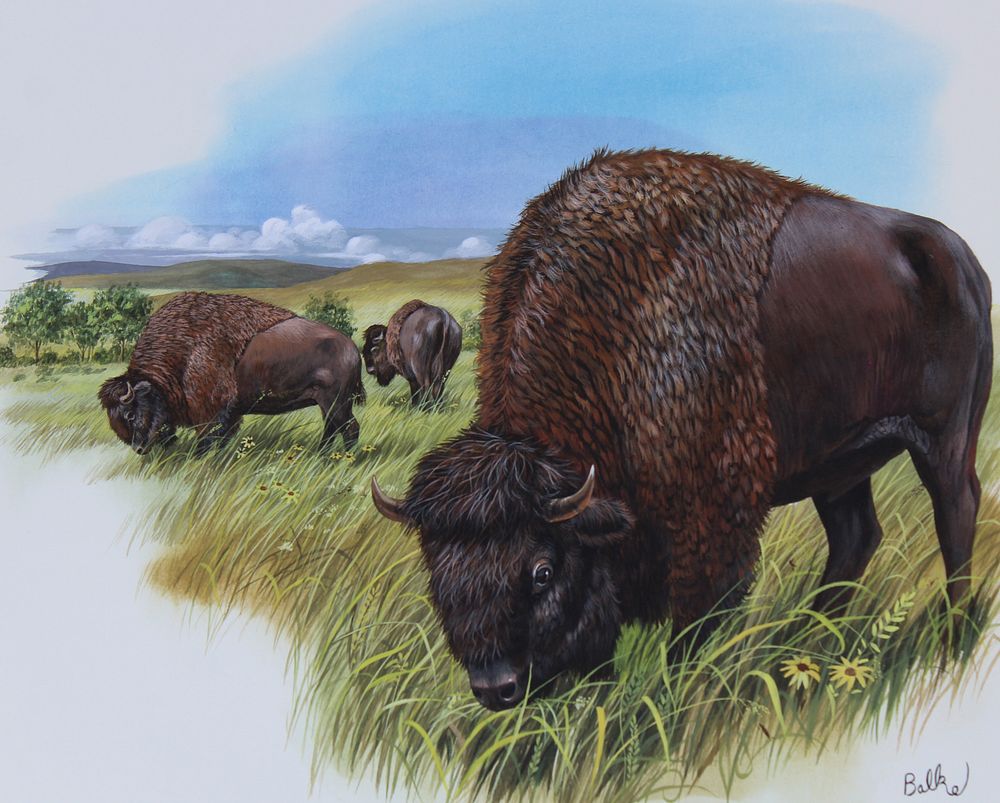 Appraisal: Don Balke B North American Bison Don Balke B North