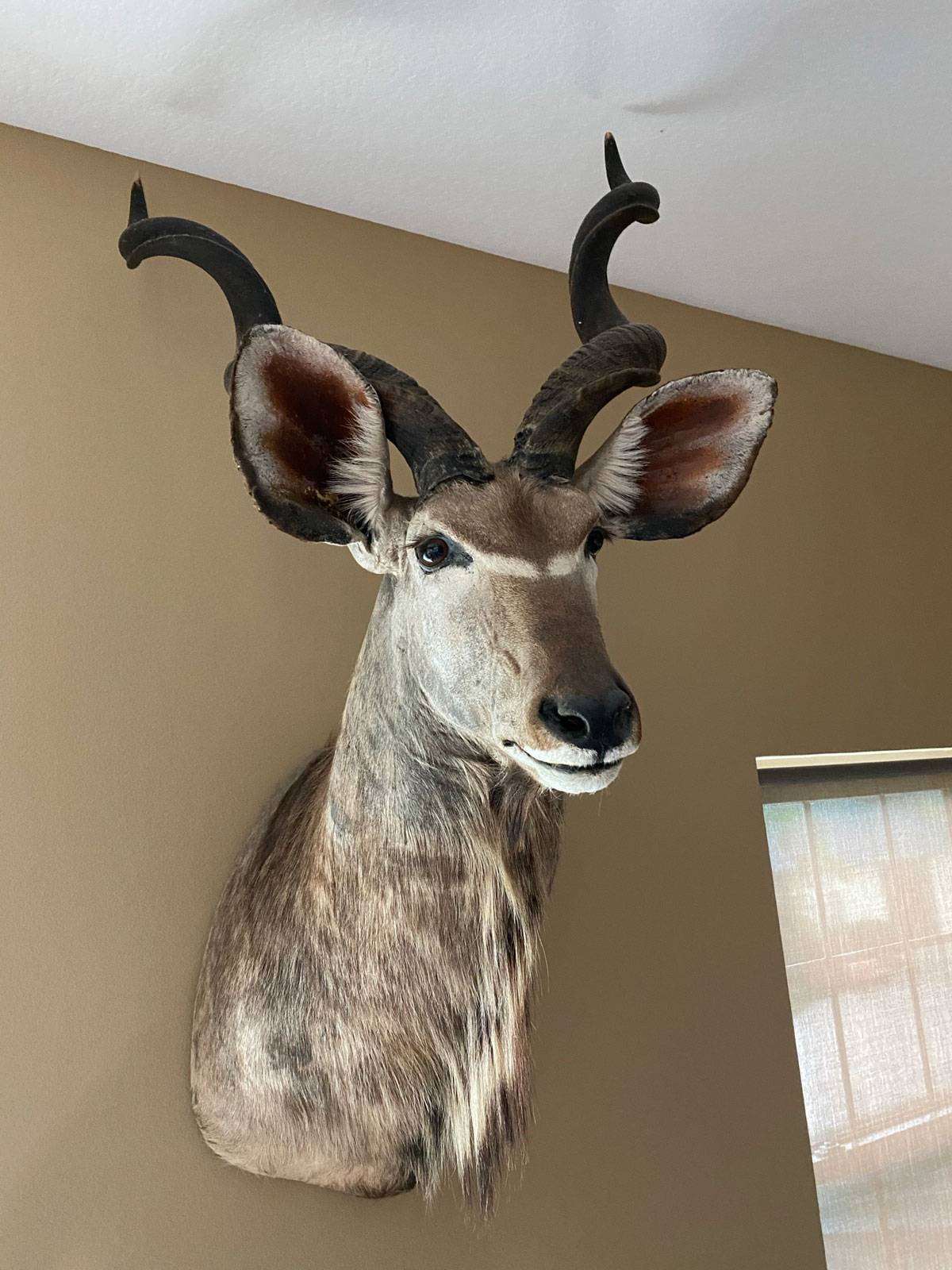 Appraisal: AFRICAN KUDU MOUNT Approx '' h x '' l x