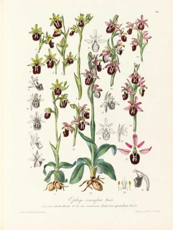 Appraisal: BOTANY - Barla J -B Flore illustr e de Nice