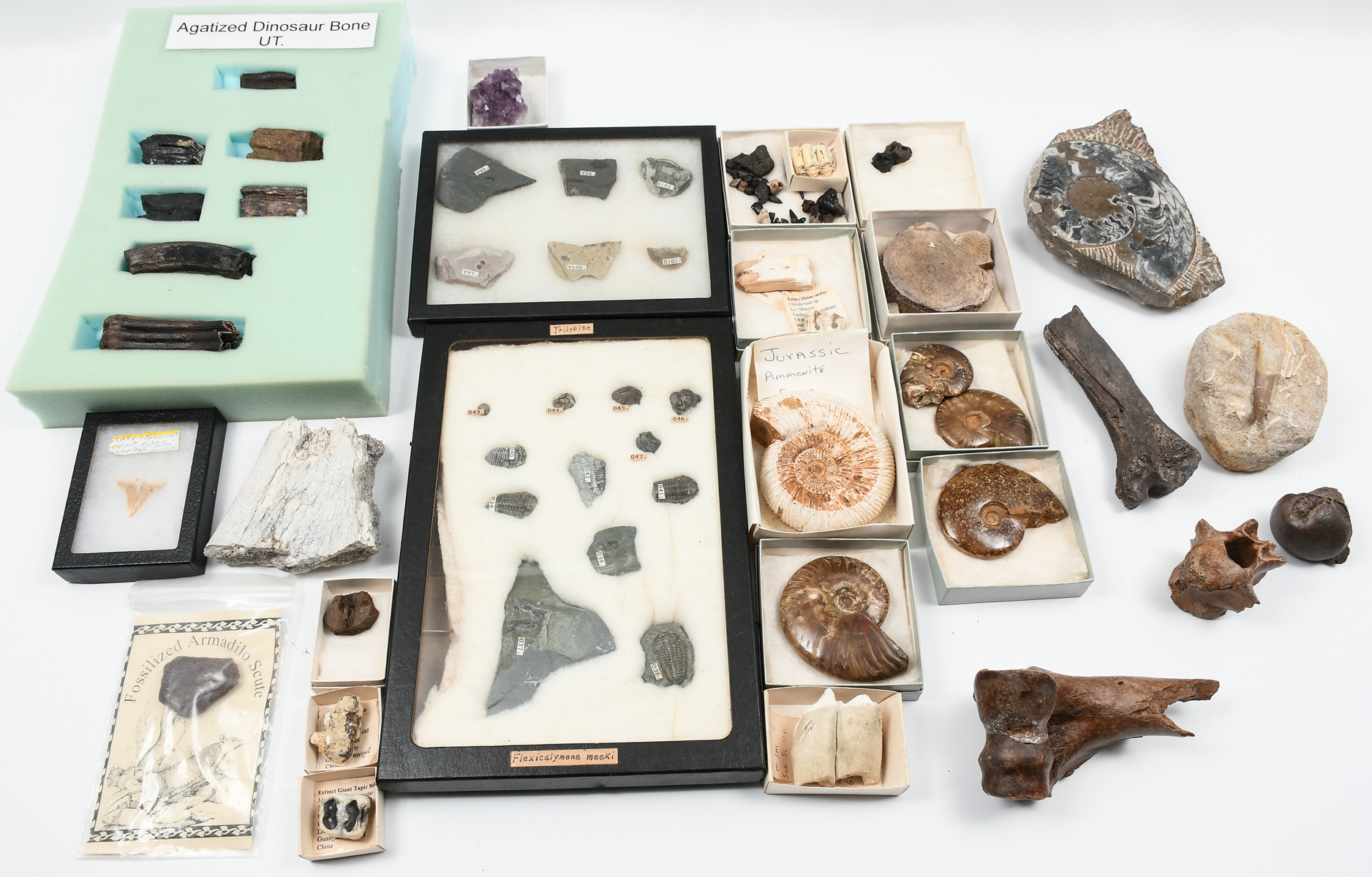 Appraisal: COLLECTION OF DINOSAUR BONES AMMONITES FOSSILS Large collection of Ammonites