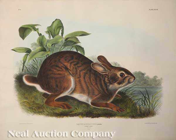 Appraisal: John James Audubon American - Swamp Hare Plate hand-colored large