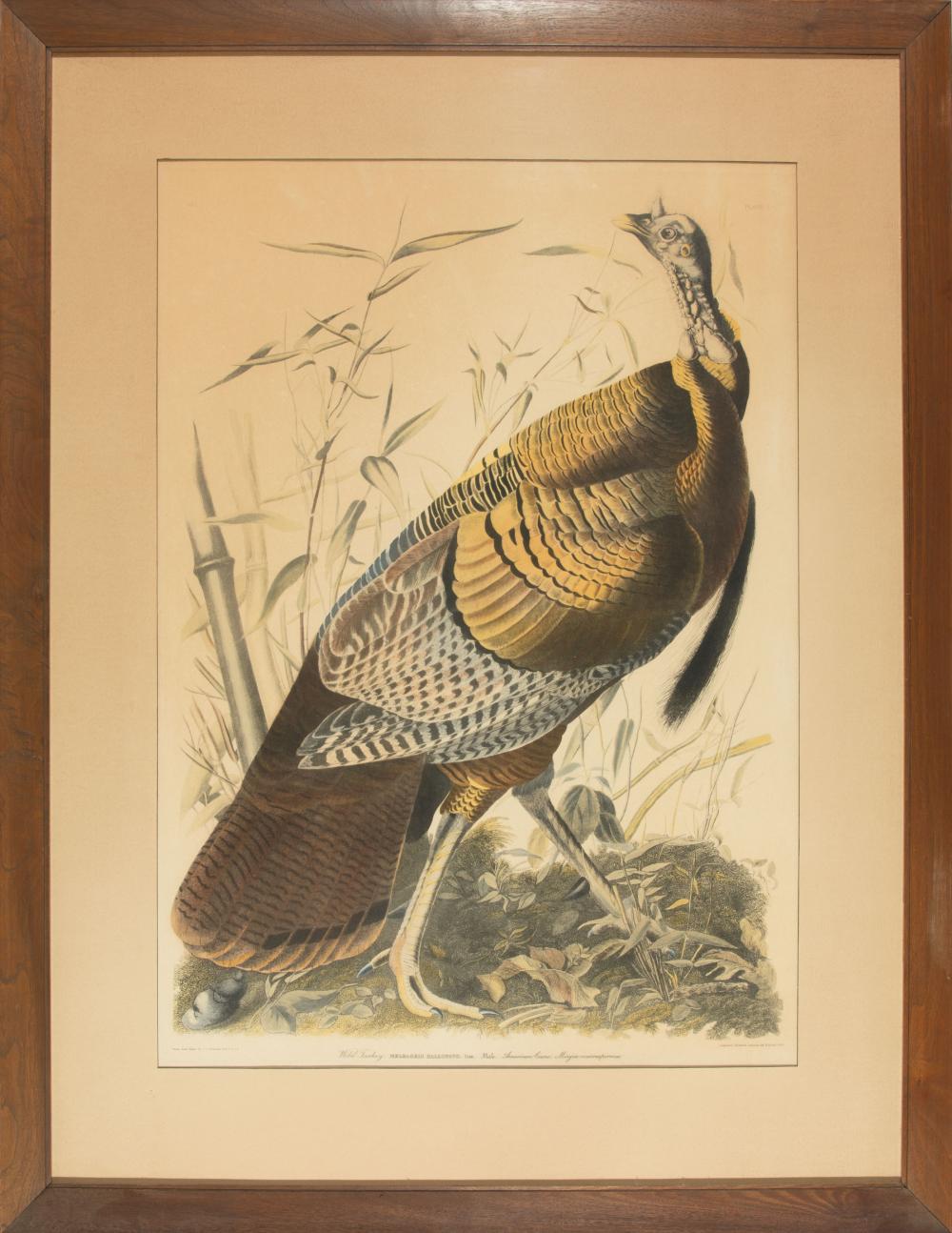 Appraisal: After John James Audubon American - Wild Turkey lithograph later