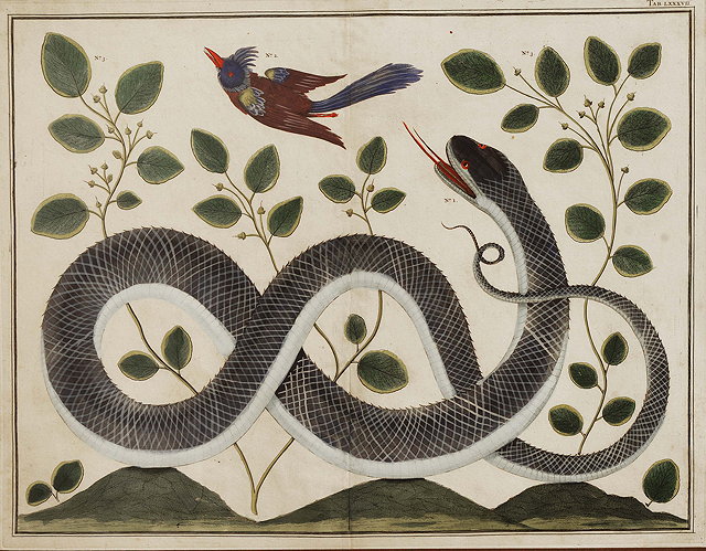 Appraisal: AN TH CENTURY ENGRAVED BOOK PLATE depicting a snake chasing