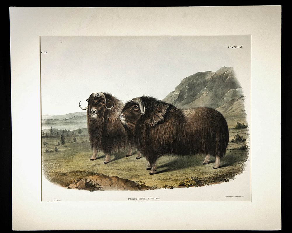 Appraisal: Audubon Lithograph - Musk Ox - John James Audubon American