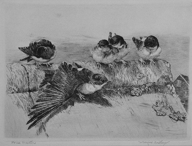 Appraisal: WINIFRED AUSTEN - 'House Martins' etching signed in pencil to