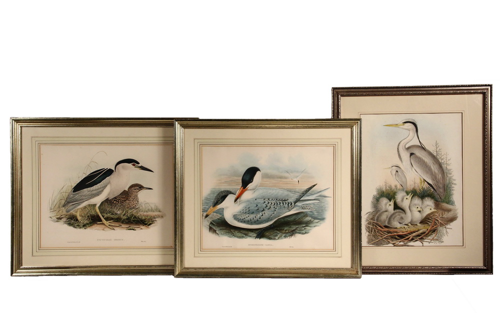 Appraisal: BRITISH ORNITHOLOGICAL PRINTS - John Gould - Henry Constantine Richter