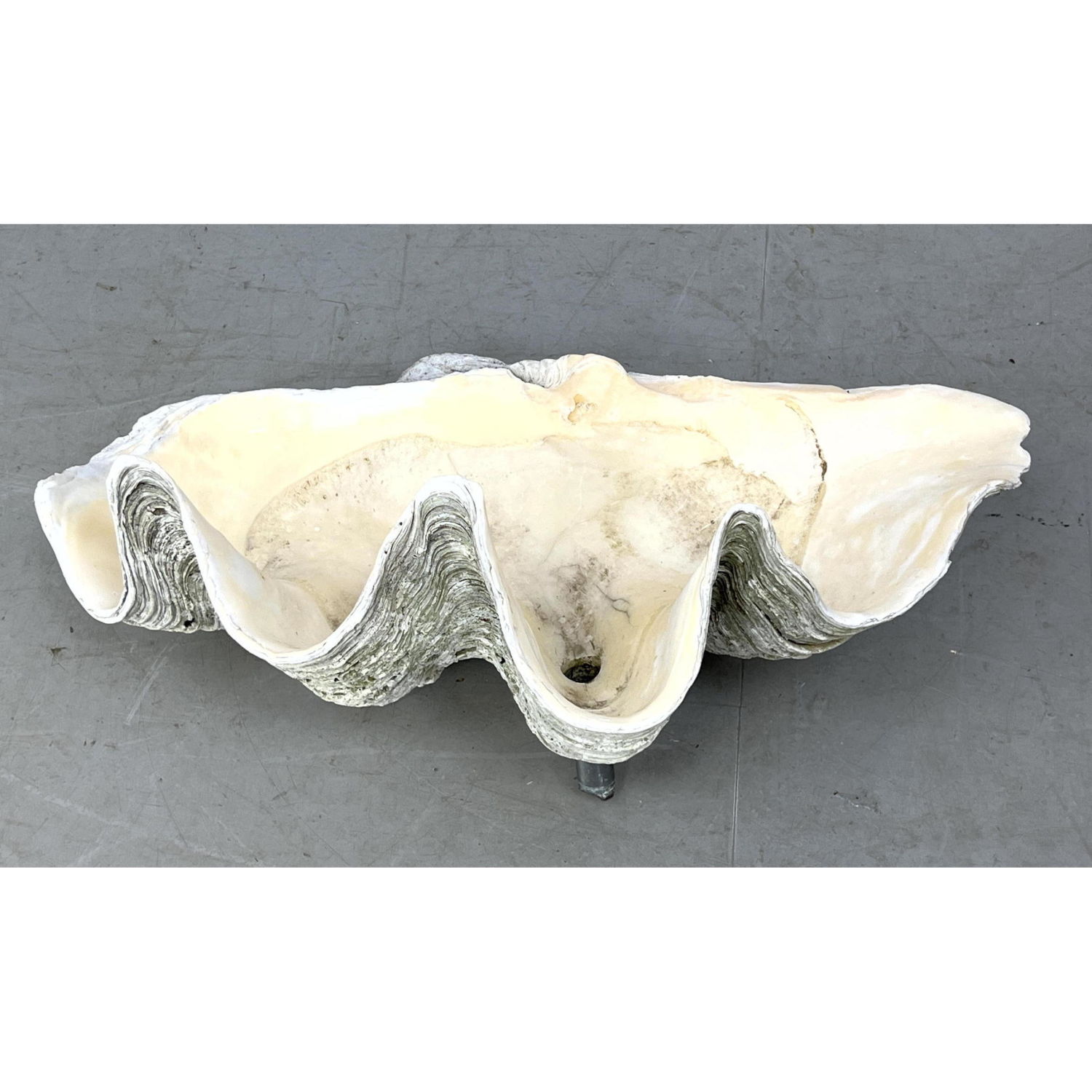 Appraisal: Natural Real Giant Clam Shell Center mounted with pipe probably