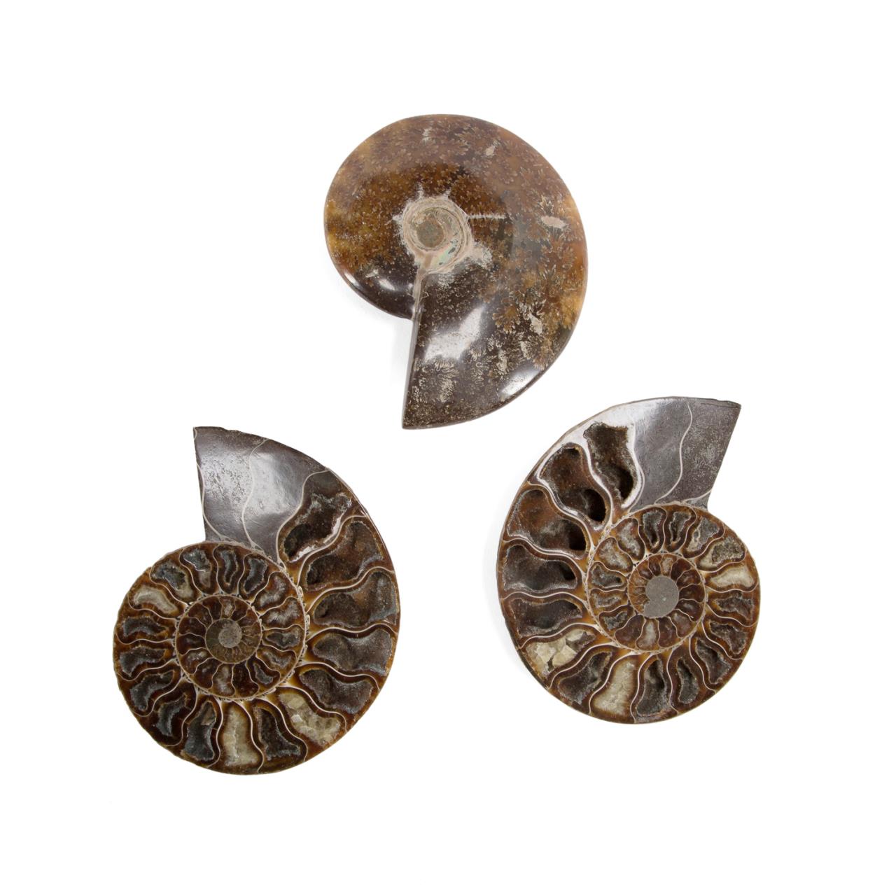 Appraisal: THREE POLISHED AMMONITE FOSSILS Three piece group of polished speetoniceras