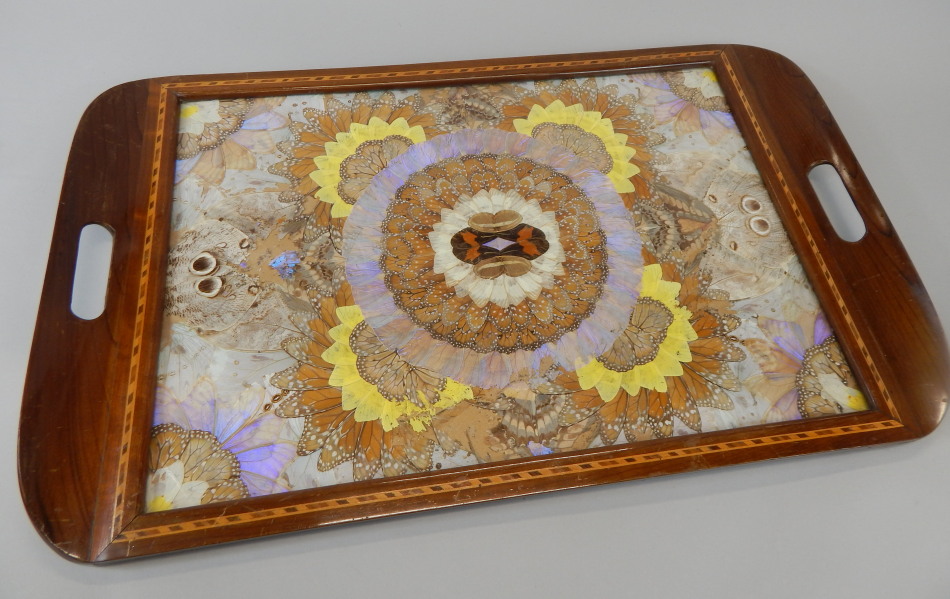 Appraisal: A hardwood tray inset with a display of exotic butterfly