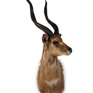 Appraisal: A Shoulder Mount Taxidermy Sitatunga Heigh inches