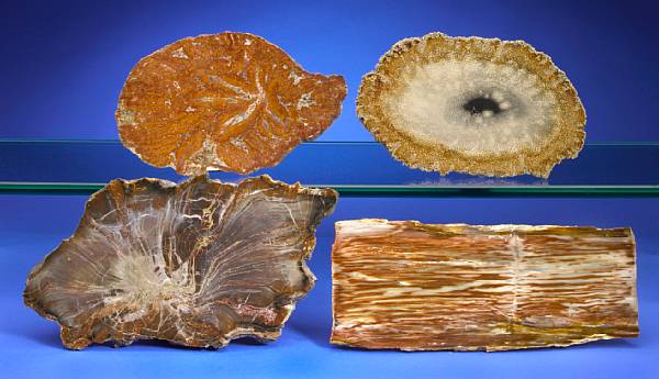 Appraisal: A Sampler of Unusual American Petrified Wood Slices While the