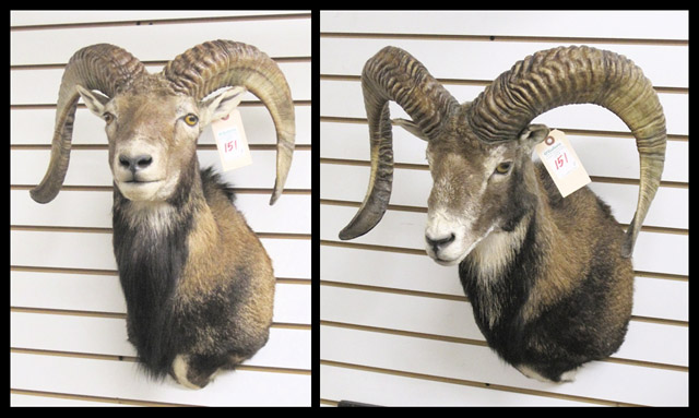 Appraisal: TWO MOUFLON SHEEP TROPHY HEAD MOUNTS both male rams with