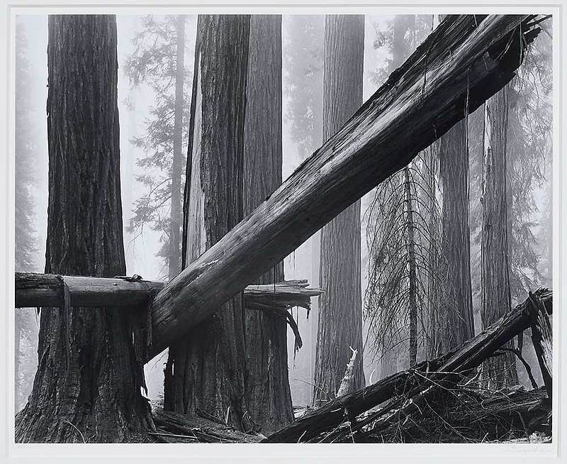 Appraisal: Bruce Barnbaum American b Fallen Sequoias printed signed recto mount