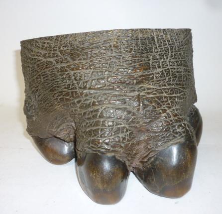 Appraisal: A PRESERVED ELEPHANT CALF FOOT high wide