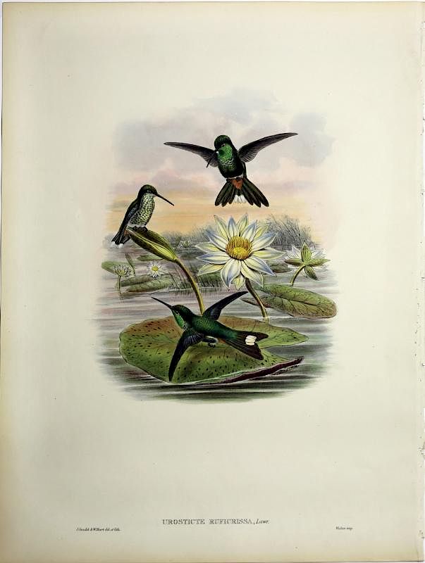 Appraisal: Beautiful Hand Colored Lithographs of Hummingbirds by Gould Urosticte Ruficrissa