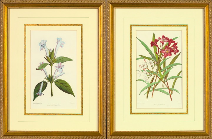 Appraisal: Pair of Late th-Century Botanical Chromolithographs featuring Barleria Cristata and