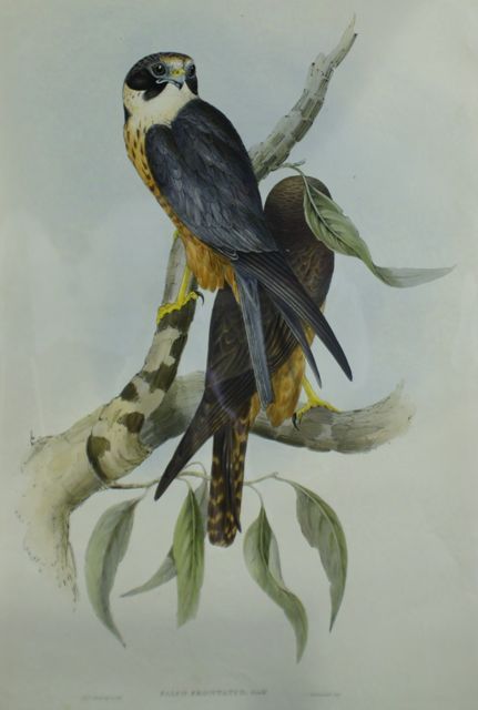 Appraisal: White-fronted Falcon Falco Frontatus Lithograph by Elizabeth Gould