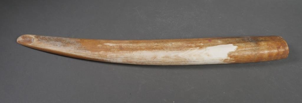 Appraisal: Fossilized walrus ivory tusk with variegated shades Tusk could be