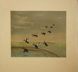 Appraisal: Watercolor on board of jacking mallard signed P C Warton