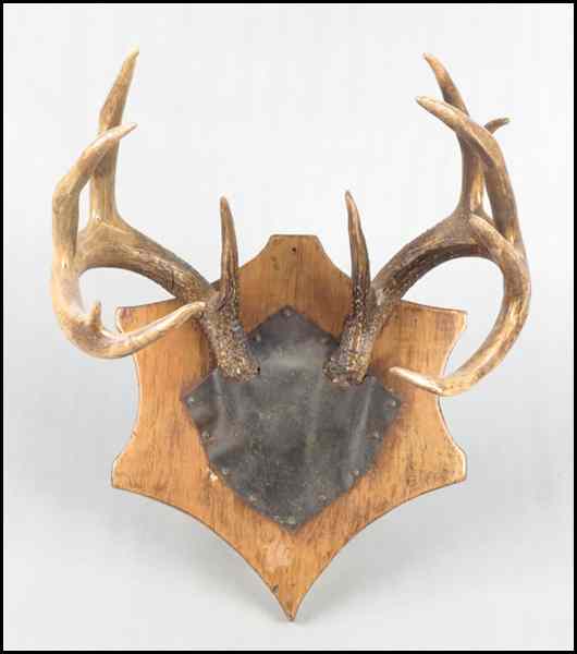 Appraisal: TWELVE POINT MOUNTED ANTLER RACK Condition No Specific Condition Recorded