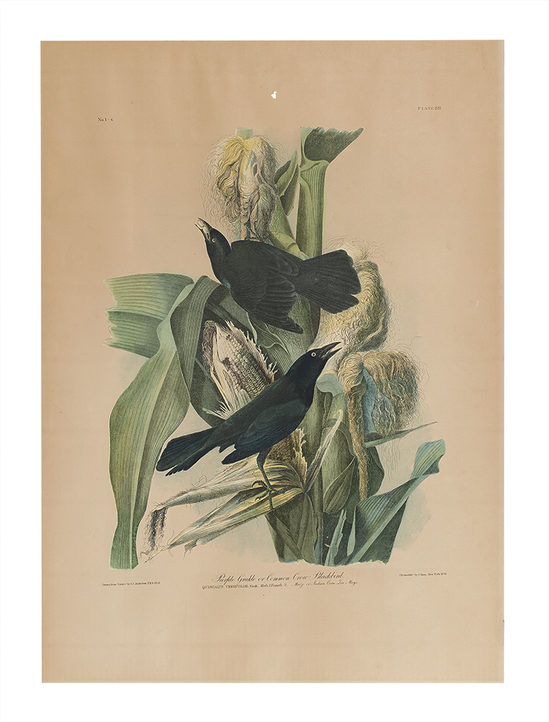 Appraisal: AUDUBON JOHN JAMES and BIEN JULIUS Purple Grackle or Common