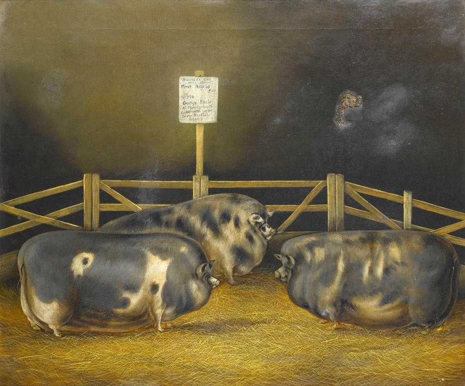 Appraisal: JOHN VINE OF COLCHESTER - THREE PRIZE WINNING PIGS inscribed