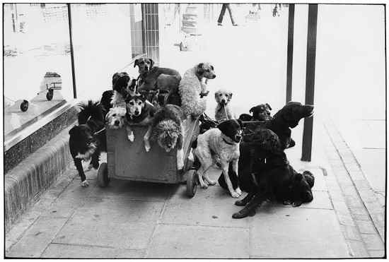 Appraisal: Elliott Erwitt b Near London England Gelatin silver print printed