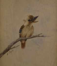 Appraisal: Alice Cayley working s Kookaburra watercolour signed 'A Cayley' centre