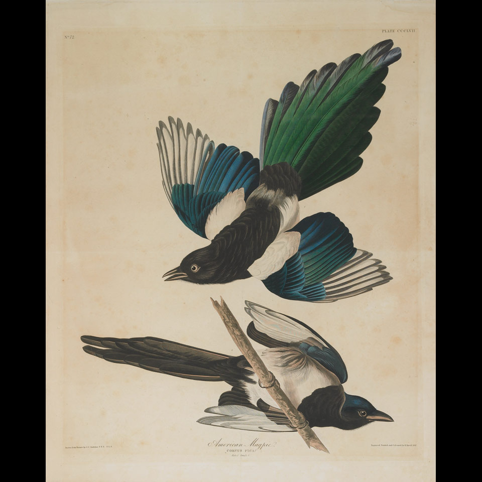 Appraisal: After John James Audubon - American AMERICAN MAGPIE PLATE CCCLVII