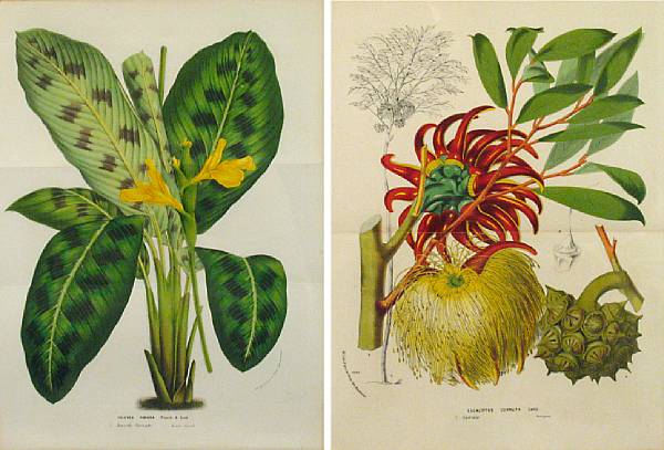 Appraisal: Property of various owners Botanical Studies of Orchids and other