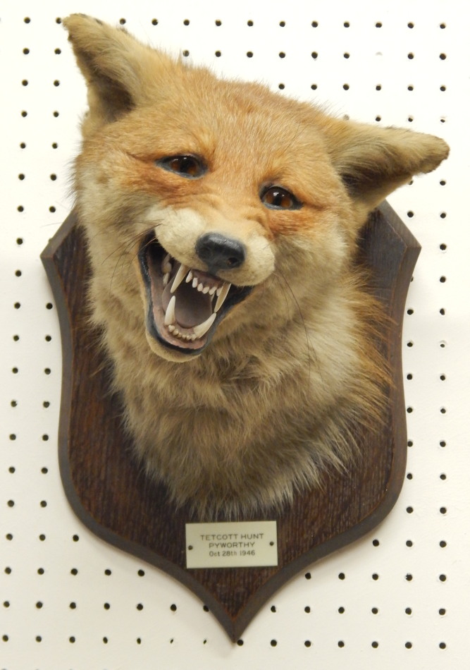 Appraisal: A taxidermied fox head and neck by Spicer Sons of