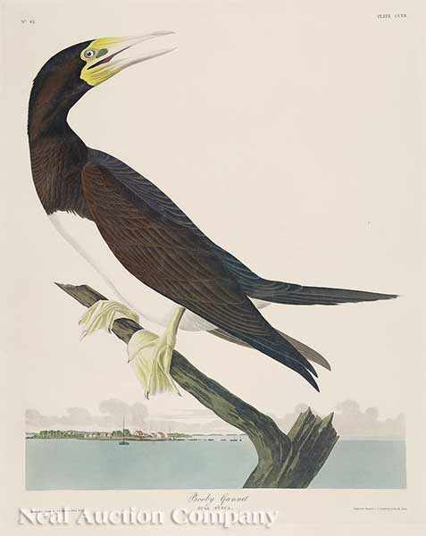 Appraisal: John James Audubon American - Booby Gannet Plate CCVII from