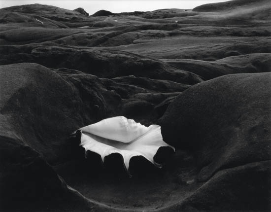 Appraisal: WESTON EDWARD - WESTON COLE - Shell and Rock Arrangement