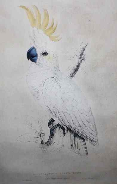 Appraisal: Edward LearLesser sulpher crested cockatoo hand tinted lithograph printed by