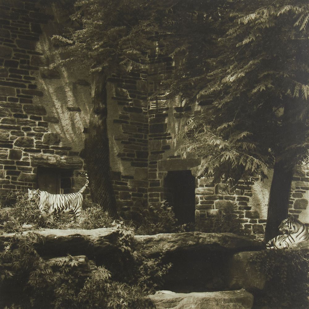 Appraisal: Lynn Geesaman Tigers Philadelphia Zoo Garden Series Photograph Lynn Geesaman