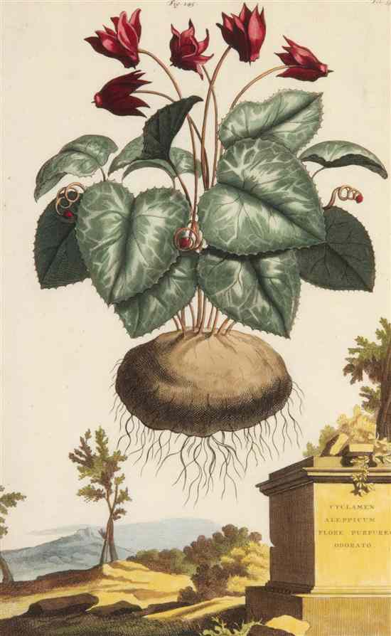 Appraisal: BOTANY DUTCH MUNTING ABRAHAM A group of three hand-colored engravings