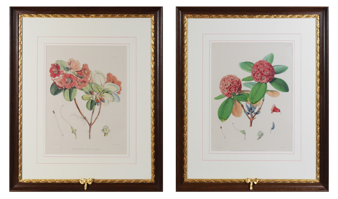 Appraisal: PC BOTANICAL LITHOGRAPH LOT OF RHODODENDRONS Printed by Reeve Benham